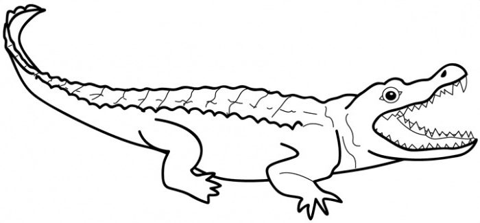 Alligator coloring Download Alligator coloring for free 2019