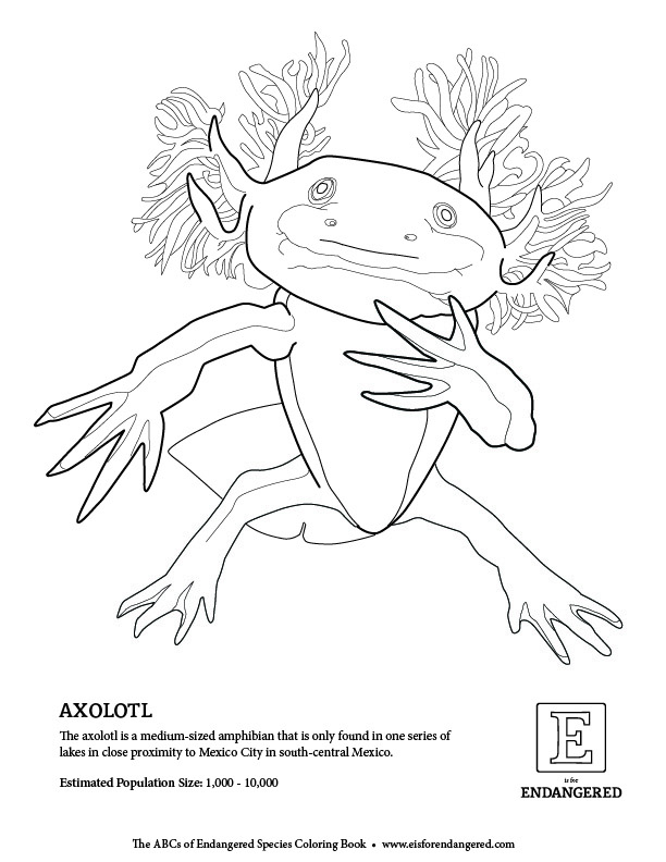 Axolotl coloring, Download Axolotl coloring for free 2019