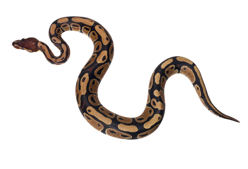 Ball Python clipart, Download Ball Python clipart for free ...