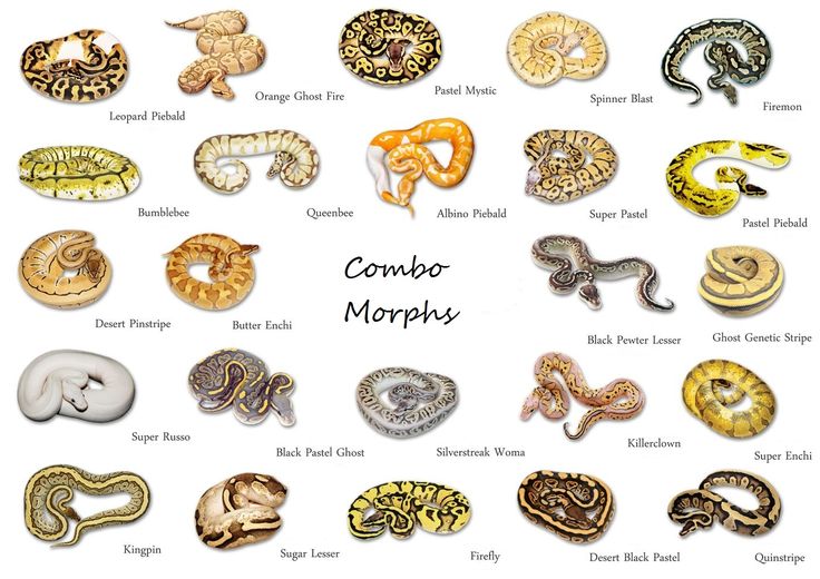 Ball Python coloring, Download Ball Python coloring for free 2019