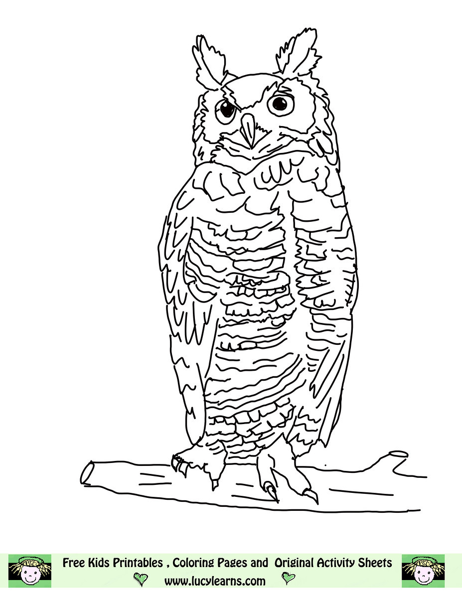 Barred Owl coloring, Download Barred Owl coloring for free 2019