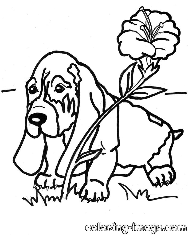 33 New Collection Basset Hound Coloring Page Basset Hound Coloring