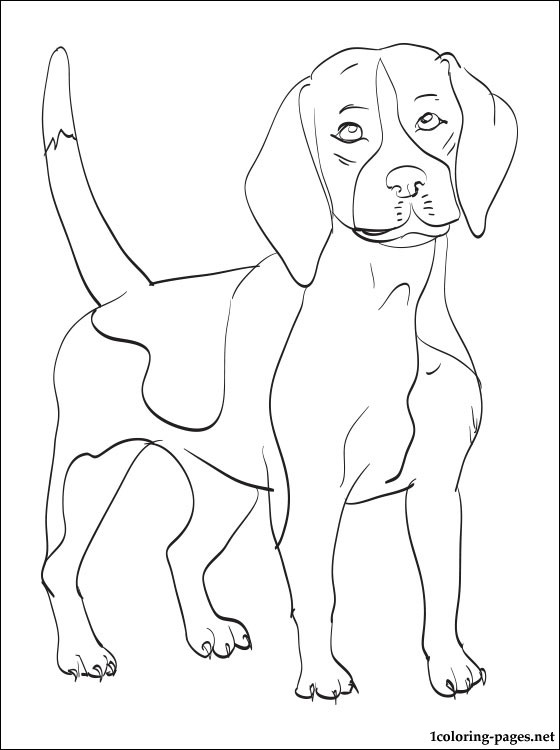 Beagle coloring, Download Beagle coloring for free 2019