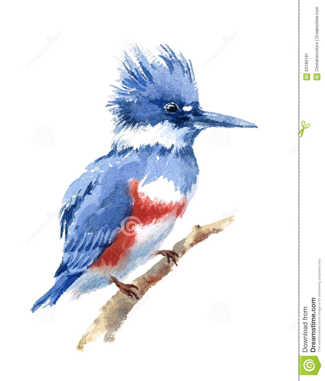 Belted Kingfisher clipart, Download Belted Kingfisher clipart for free 2019
