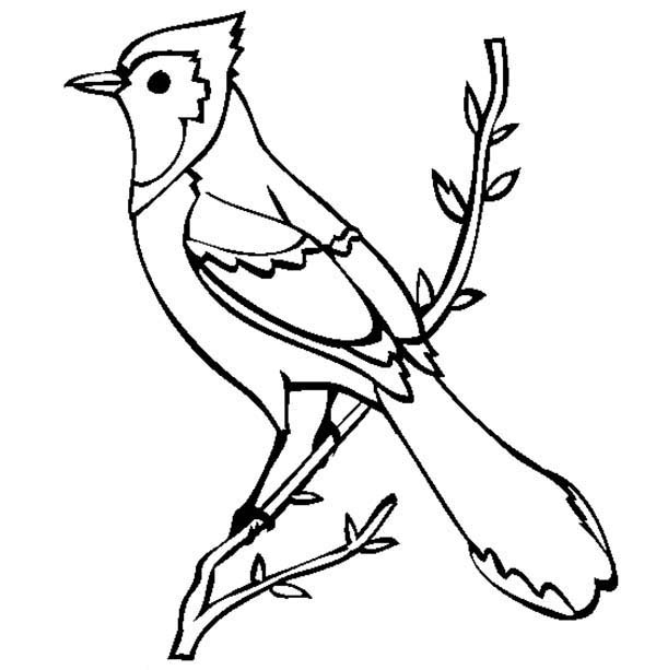 Blue Jay coloring, Download Blue Jay coloring for free 2019