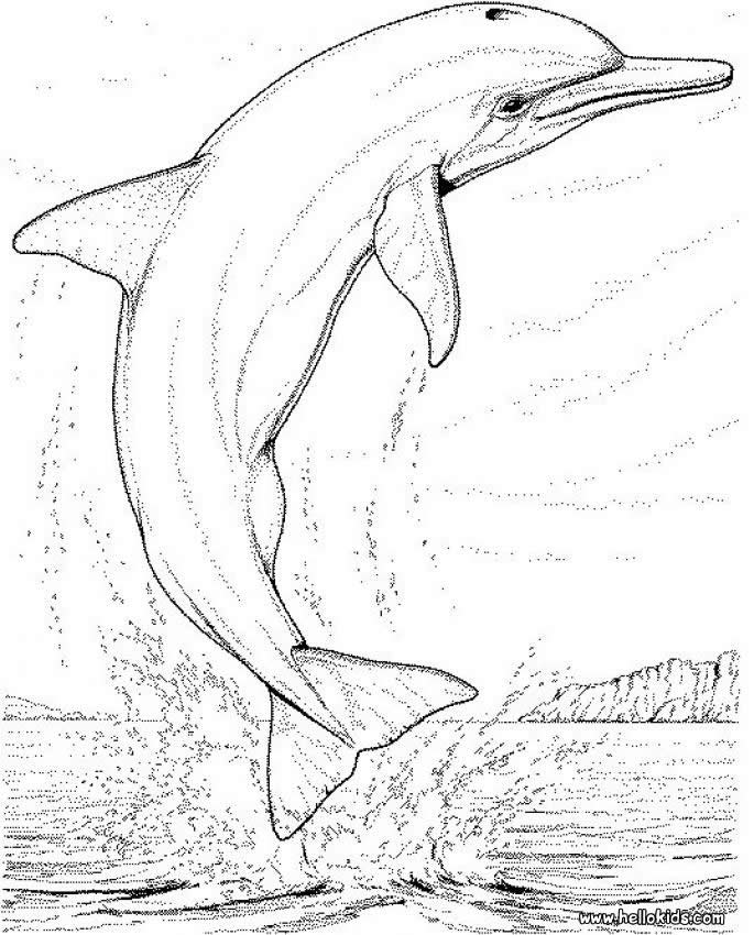 Bottlenose Dolphin coloring, Download Bottlenose Dolphin coloring for