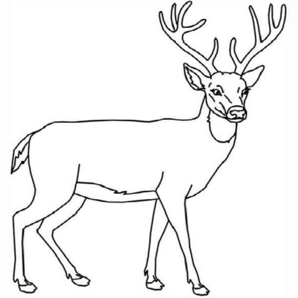 Buck coloring, Download Buck coloring for free 2019
