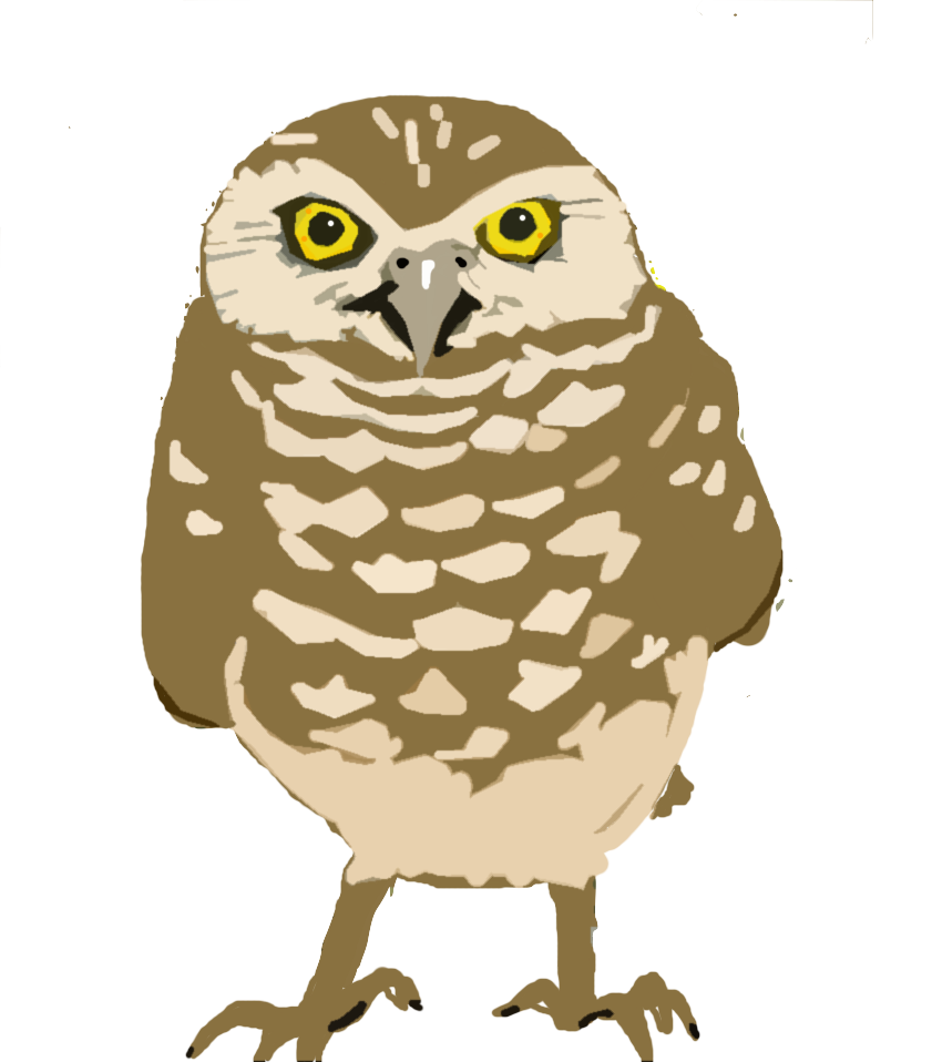Burrowing Owl clipart, Download Burrowing Owl clipart for free 2019