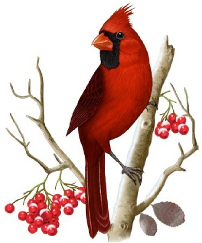 Cardinal clipart, Download Cardinal clipart for free 2019