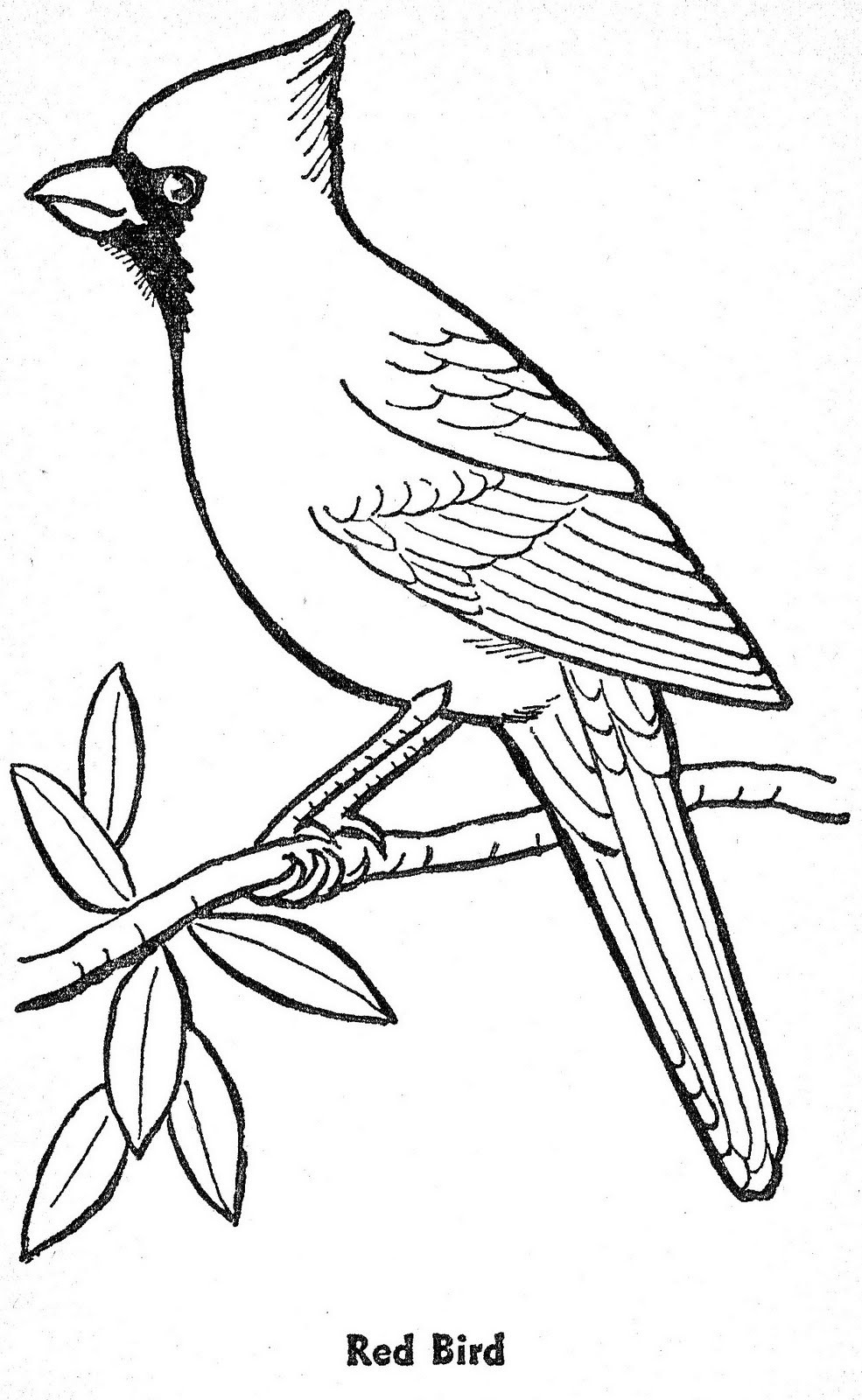 printable-coloring-pages-of-birds