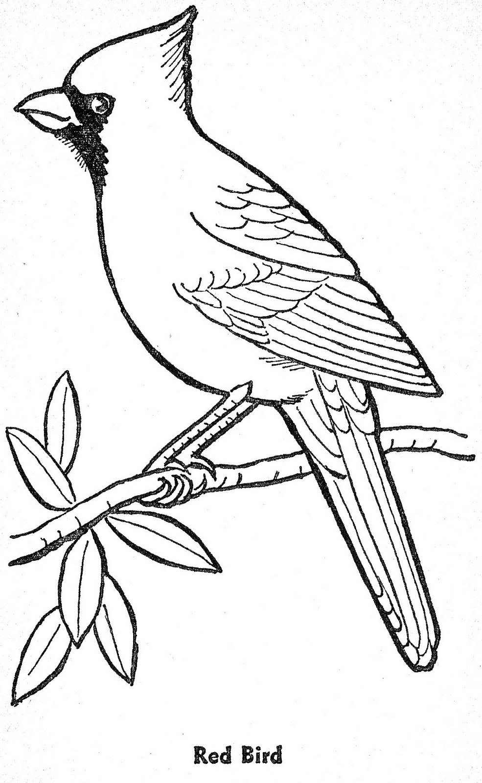 Coloring Pages Birds Printable / Bobolink Coloring Page Bird Watching