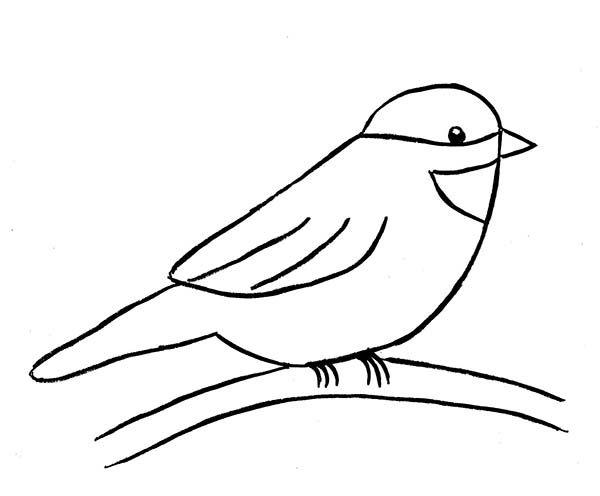 Black Capped Chickadee Coloring Page Sketch Coloring Page