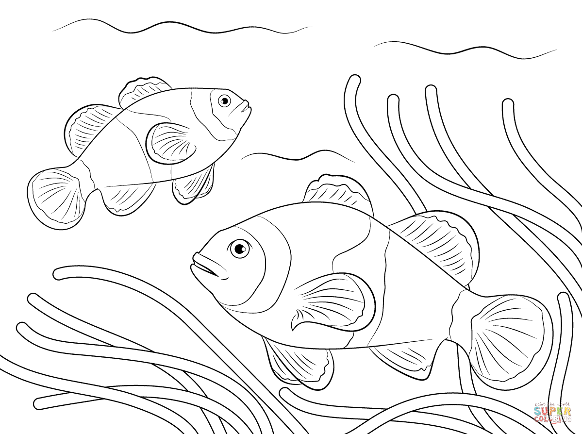 Clownfish coloring, Download Clownfish coloring for free 2019