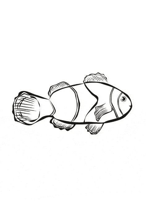 Clownfish coloring, Download Clownfish coloring for free 2019