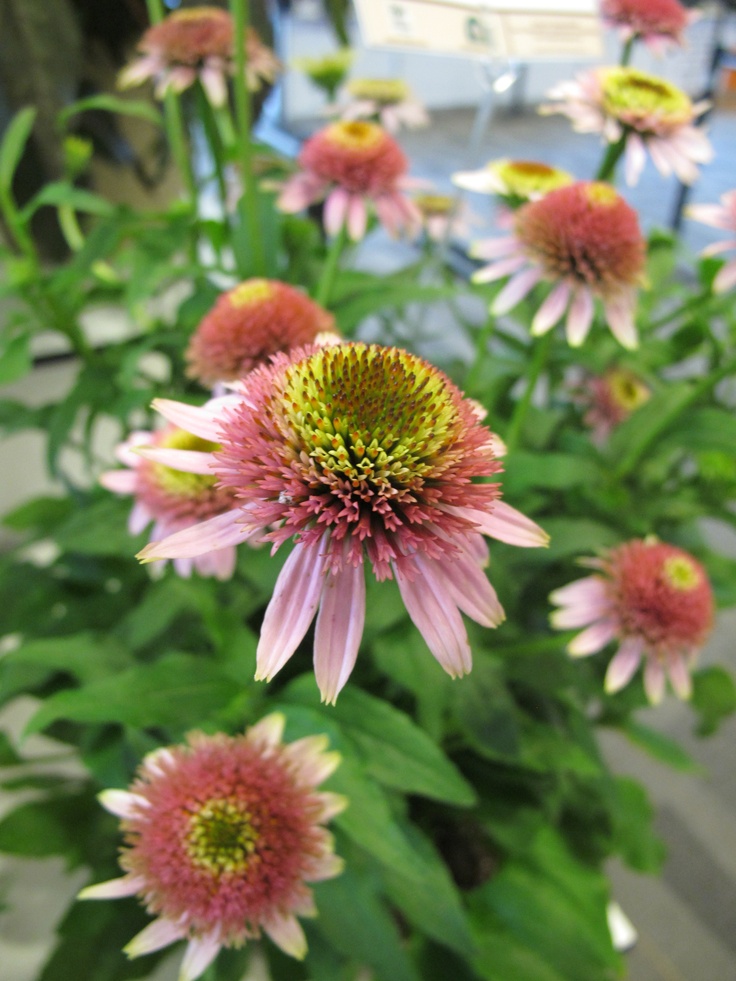 Coneflower coloring, Download Coneflower coloring for free ...