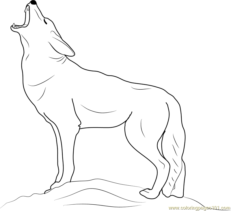 coyote-coloring-download-coyote-coloring-for-free-2019