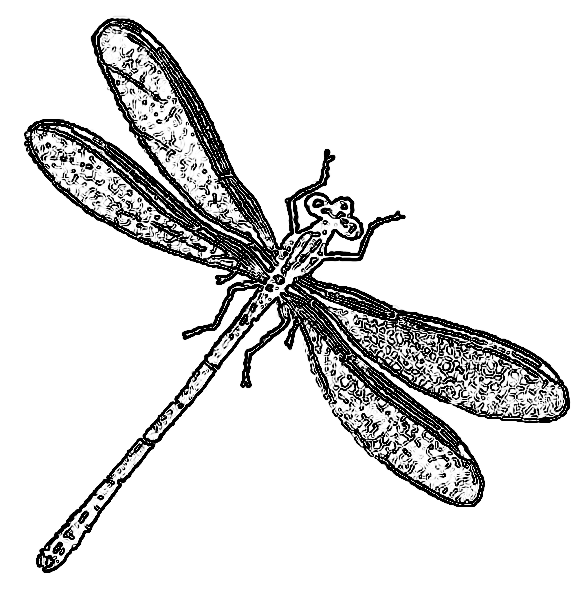 Damselfly coloring, Download Damselfly coloring for free 2019