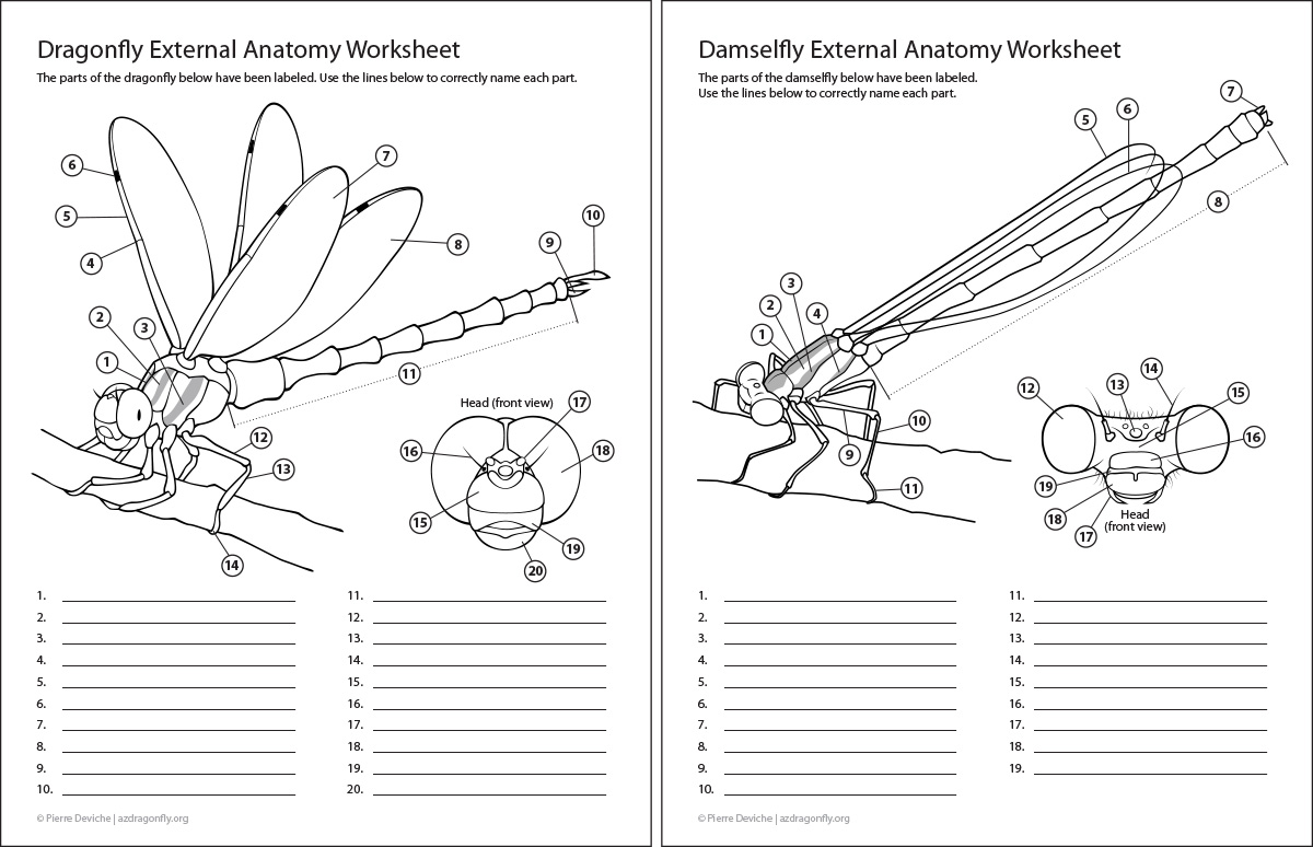 Damselfly coloring, Download Damselfly coloring for free 2019