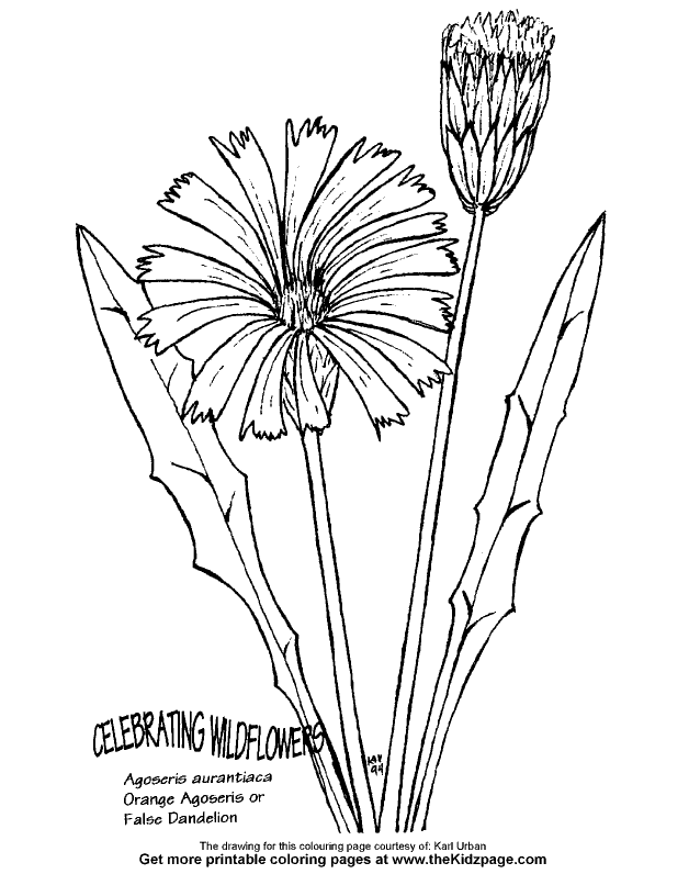 Dandelion coloring, Download Dandelion coloring for free 2019