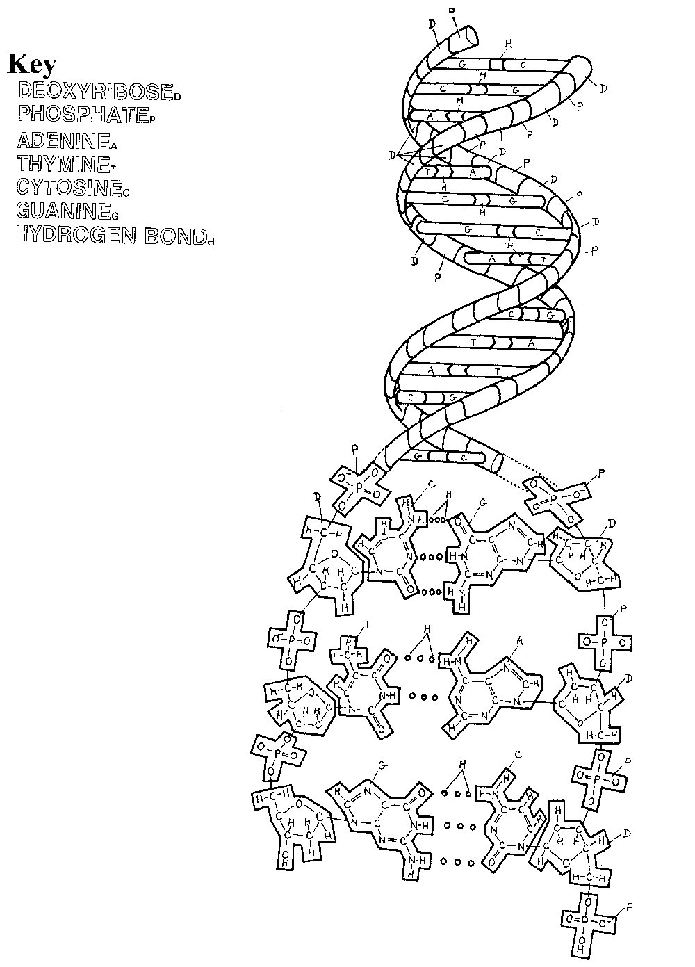 Dna Coloring Worksheet For Dna The Double Helix Worksheet