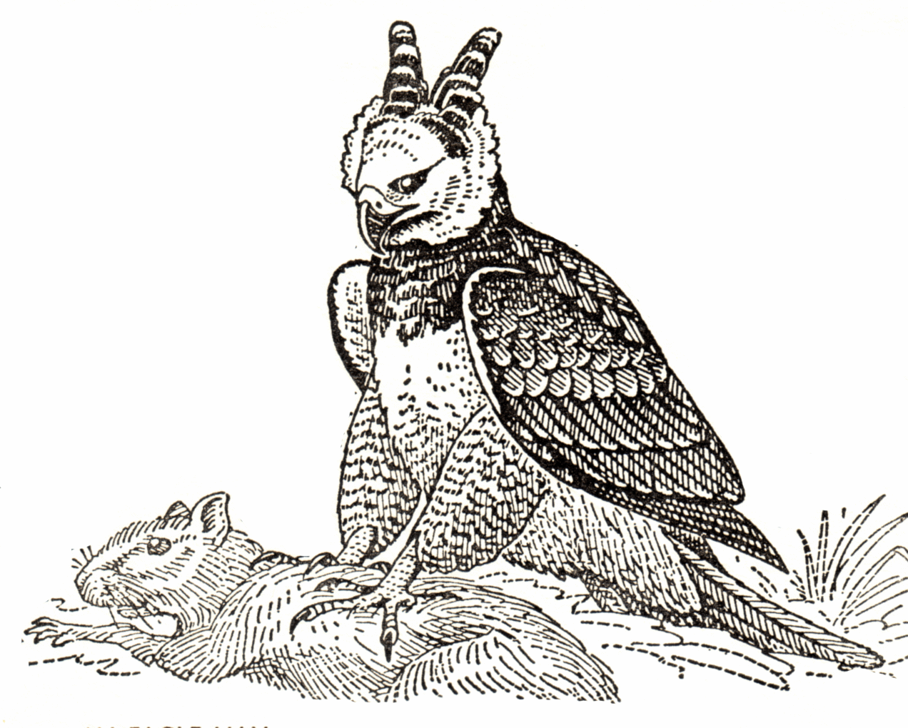 Harpy Eagle coloring, Download Harpy Eagle coloring for free 2019