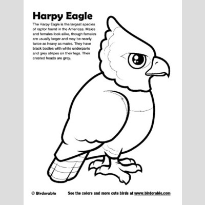 Philippine Eagle coloring, Download Philippine Eagle coloring for free 2019