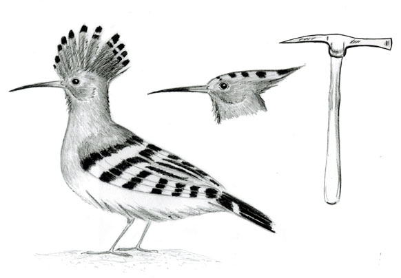 Hoopoe coloring, Download Hoopoe coloring for free 2019