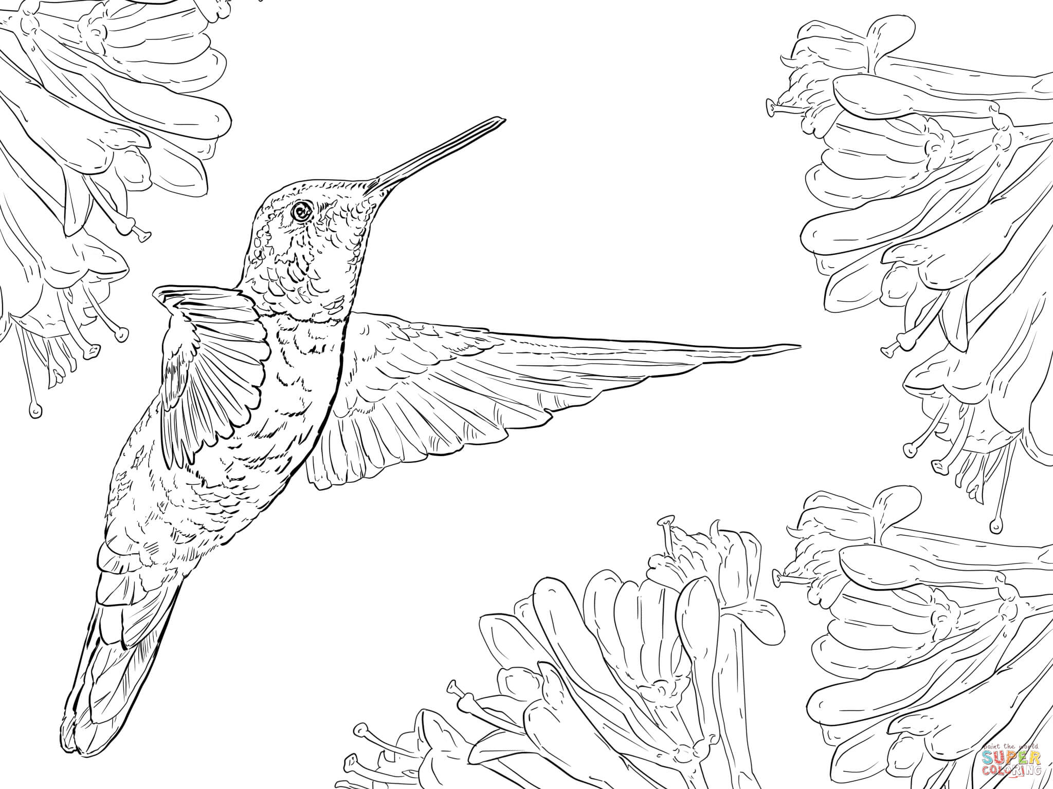 Hummingbird coloring, Download Hummingbird coloring for free 2019