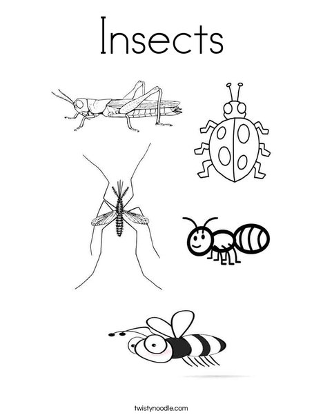 insects coloring page 468 x 605px 27.97kb
