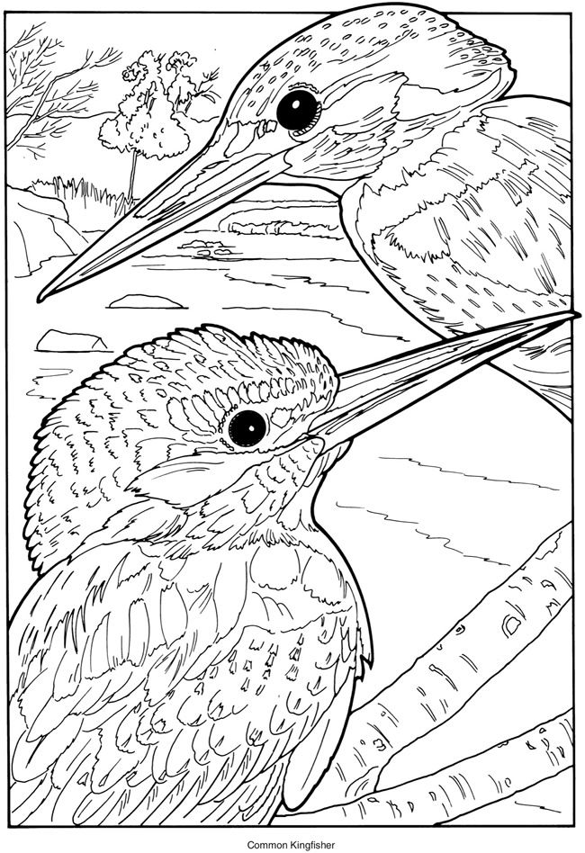 Kingfisher coloring, Download Kingfisher coloring for free ...