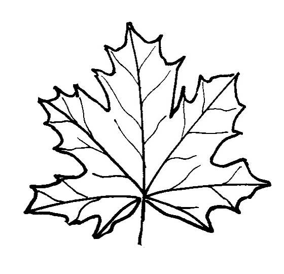 Maple Leaf coloring, Download Maple Leaf coloring for free 2019