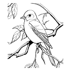 Mockingbird coloring Download Mockingbird coloring for