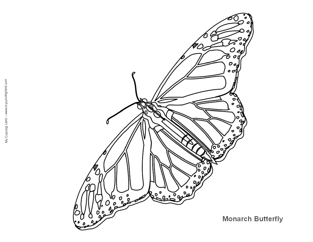 m<strong>ona</strong>rch butterfly coloring page 1056 x 816px 152.36kb