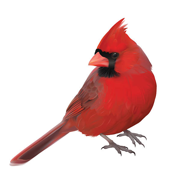 Cardinal Bird Clip Art Free | Video Bokep Ngentot