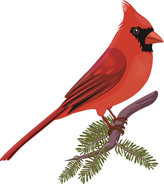 Northern Cardinal clipart, Download Northern Cardinal clipart for free 2019
