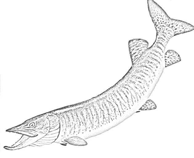 pike-coloring-page