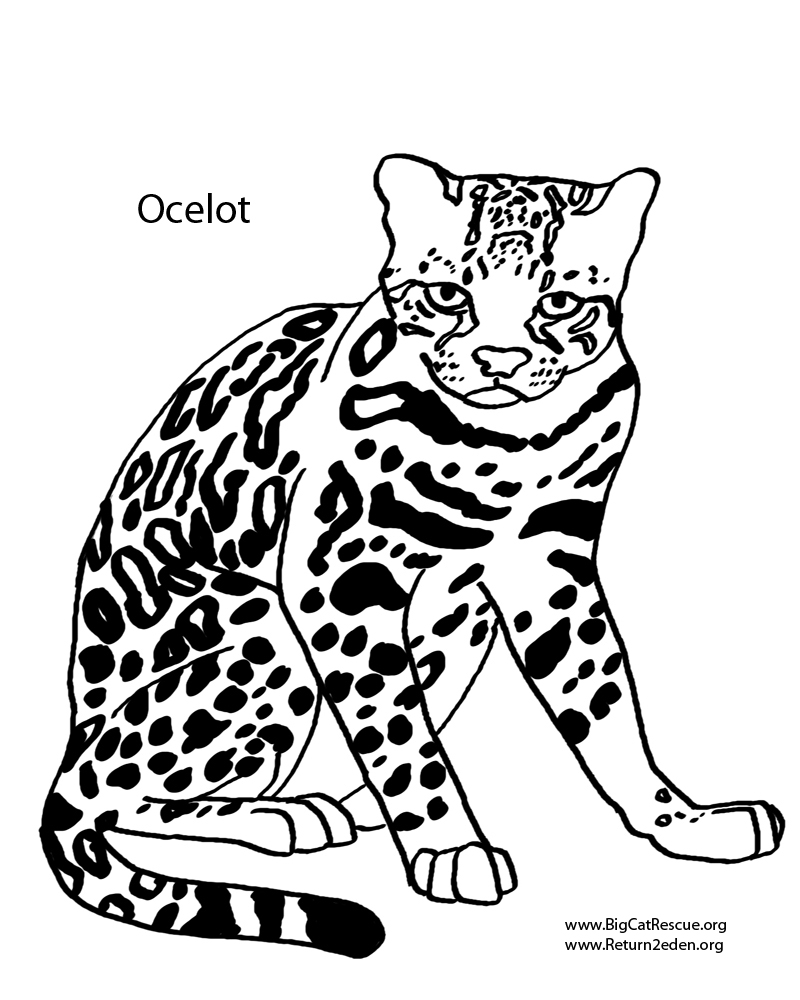 ocelot-coloring-download-ocelot-coloring-for-free-2019