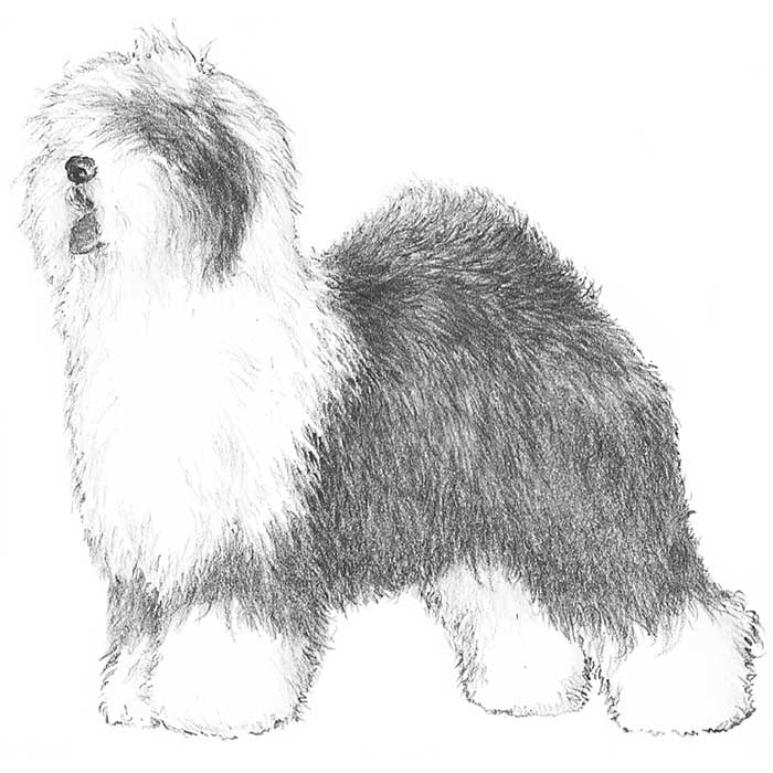 sheepdog english svg dog akc coloring breed club designlooter standard drawings 700px 55kb illustration appearance general
