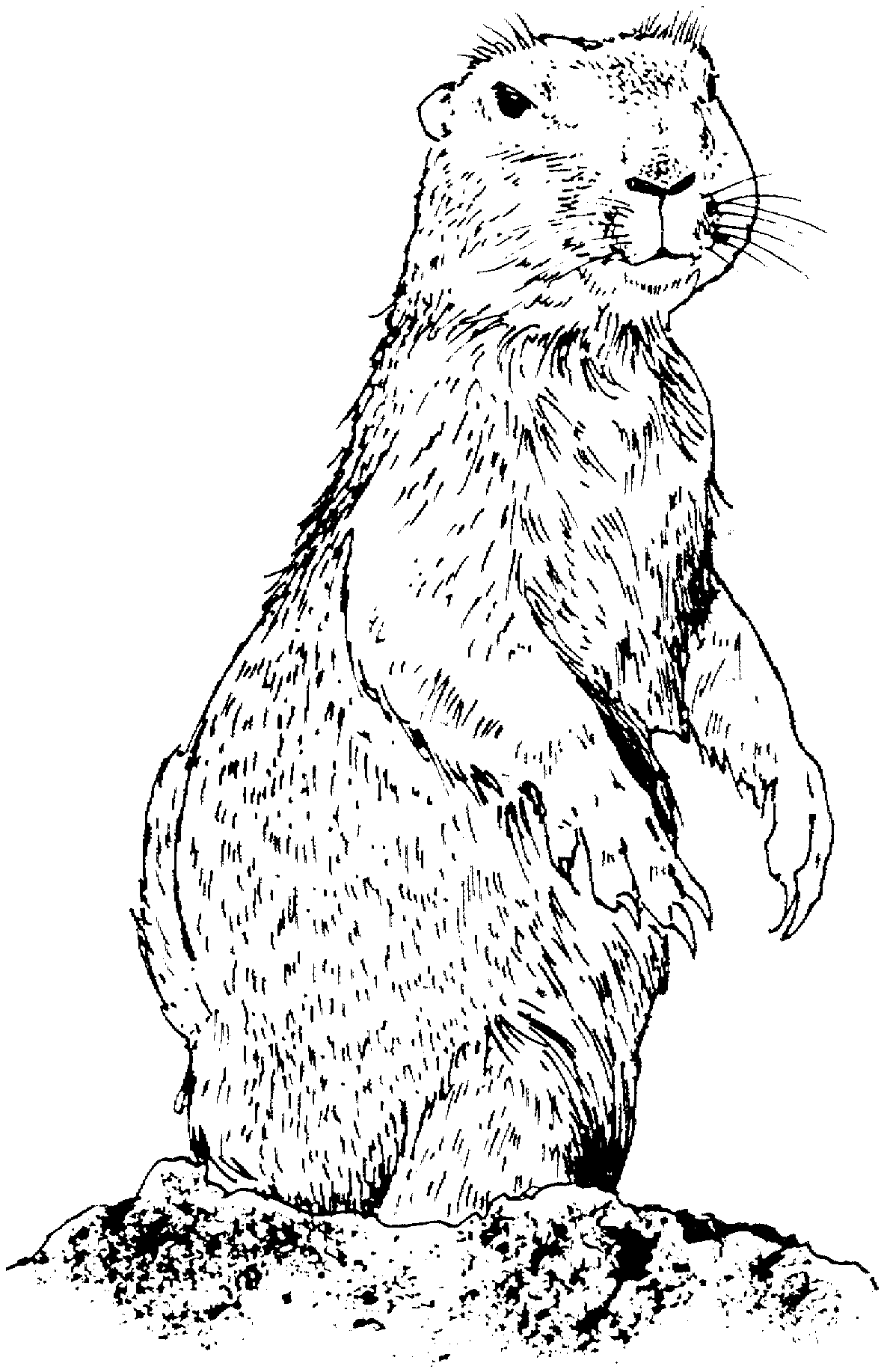 Prairie Dog Ground Squirrel Coloring Pages Print Sketch Coloring Page