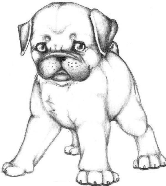 pug-coloring-download-pug-coloring-for-free-2019