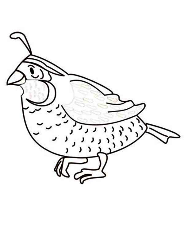 Quail coloring, Download Quail coloring for free 2019