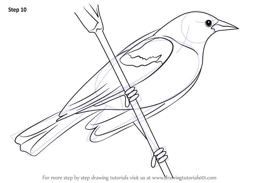 Red Winged Blackbird Free Printable Bird Coloring Pages