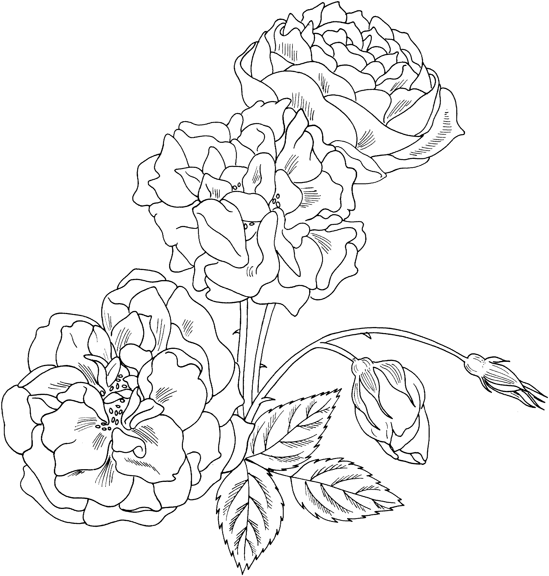 rose bush coloring download rose bush coloring for free 2019