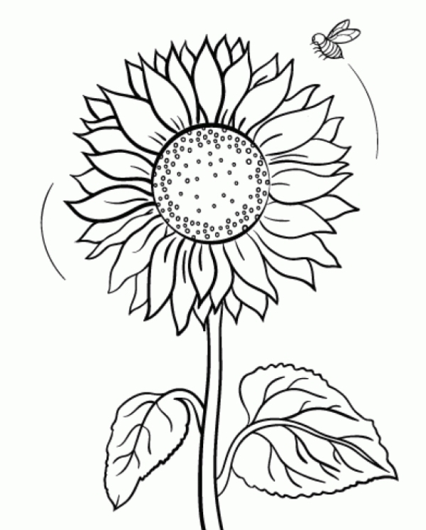 free sunflower for kid coloring page Coloring sunflower pages sunflowers color kids pooh winnie printable adults clipart google sheets drawing book colouring flower disney adult books