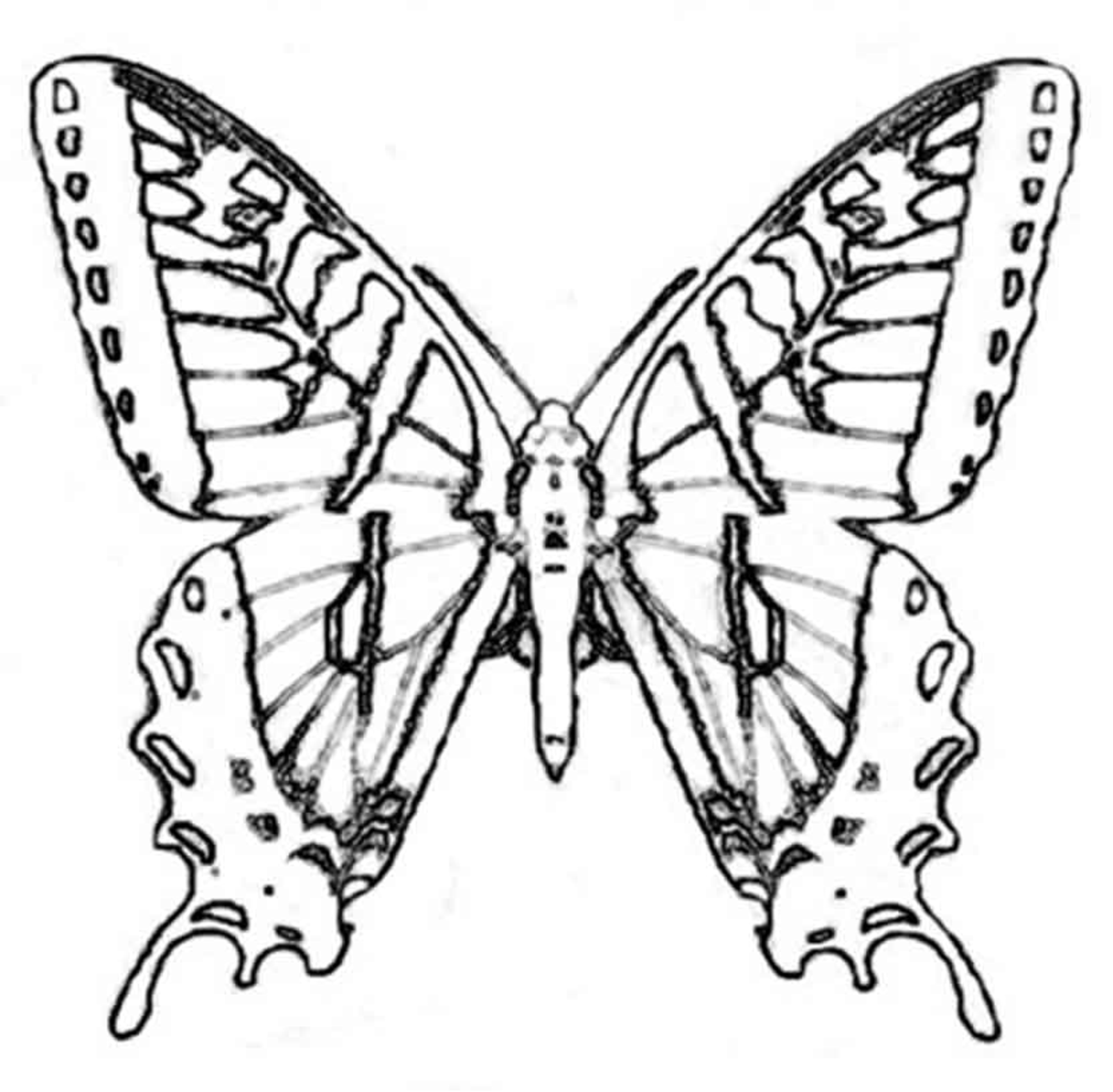 Swallowtail Butterfly coloring, Download Swallowtail Butterfly coloring