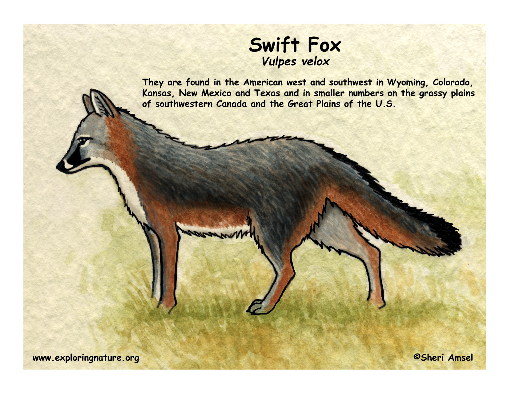 Swift Fox coloring, Download Swift Fox coloring for free 2019