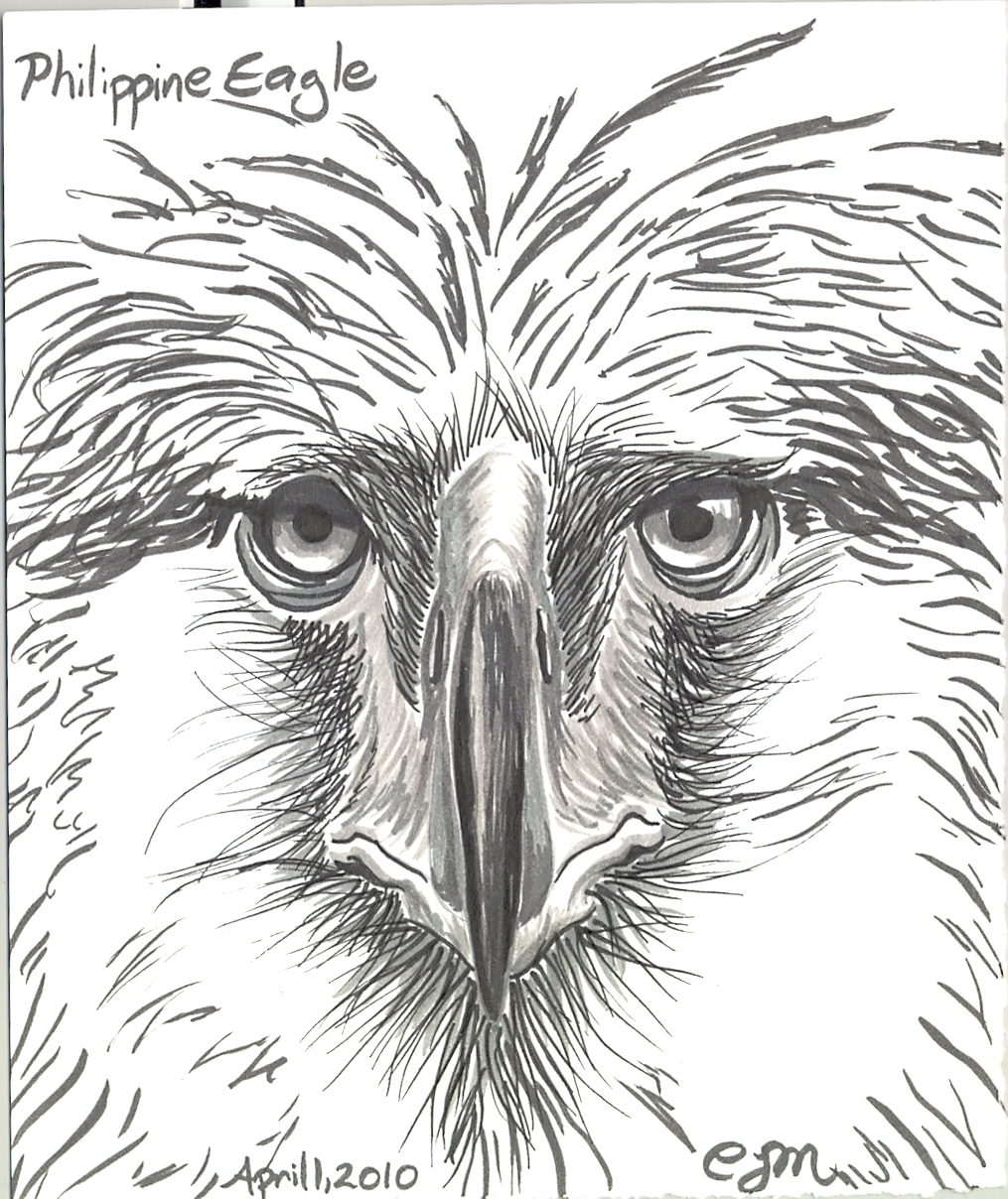 The Philippine Eagle coloring, Download The Philippine Eagle coloring