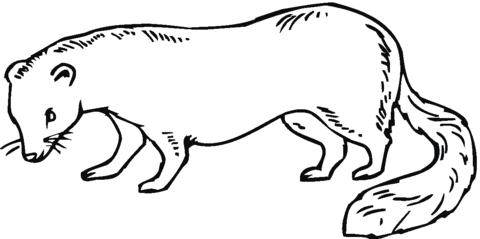 Weasel coloring, Download Weasel coloring for free 2019