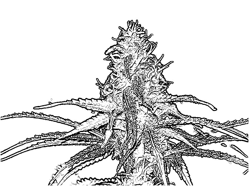 Weed coloring, Download Weed coloring for free 2019