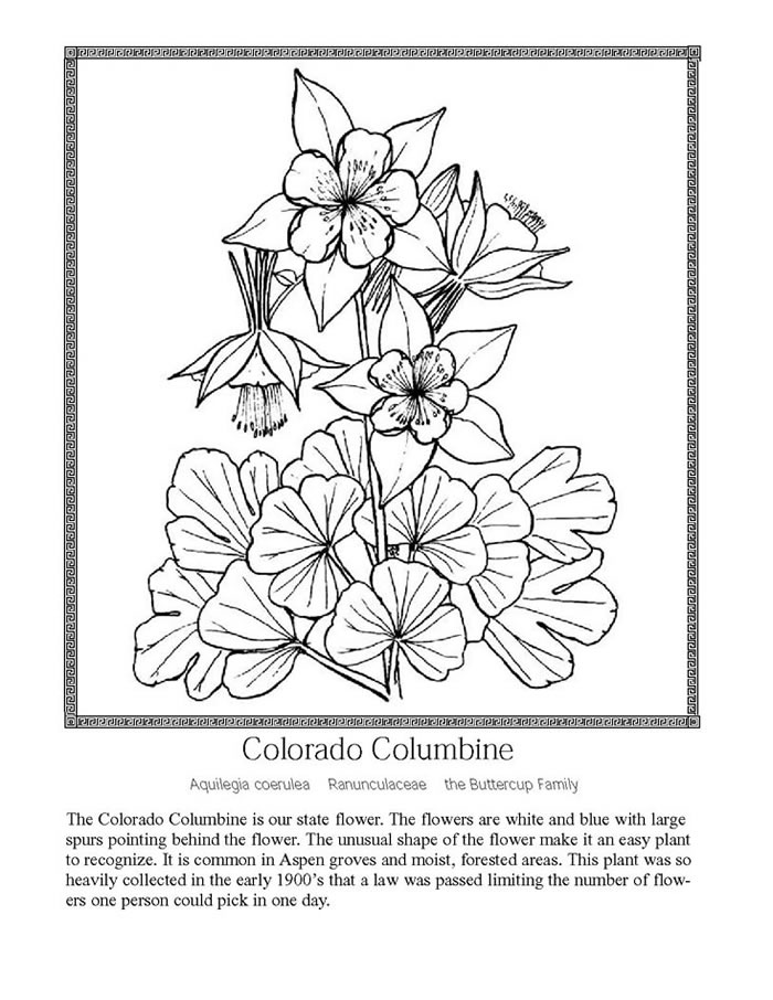 Wildflower coloring, Download Wildflower coloring for free 2019